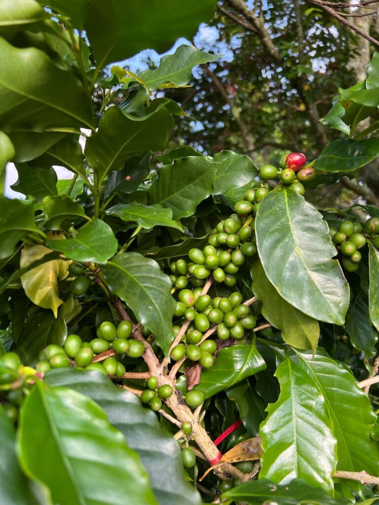 コーヒー栽培の様子